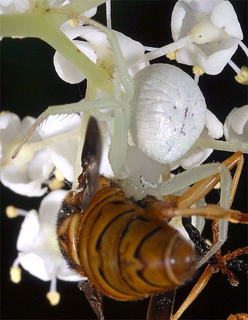 Camouflage Spiders