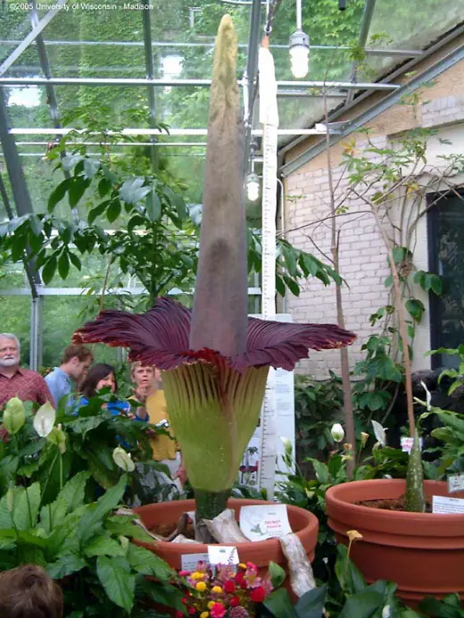 World's Largest Flower