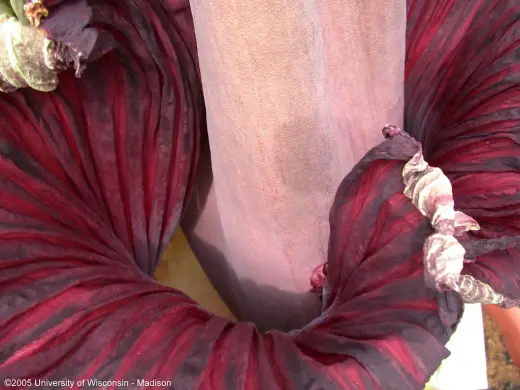 World's Largest Flower