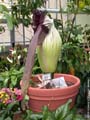 World's Largest Flower