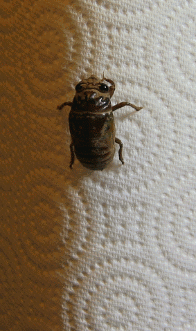 Cicada Shedding Skin