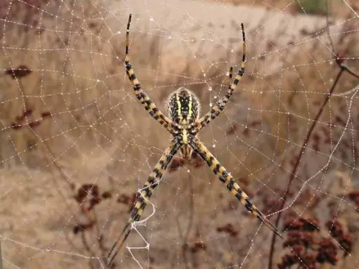 Mantis Takes on Spider