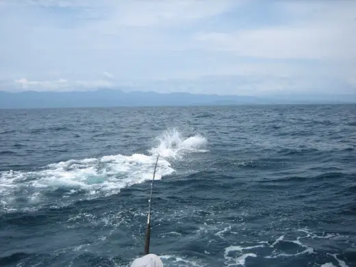 Marlin Fishing