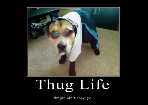 Funny Animal Pimpin Pic