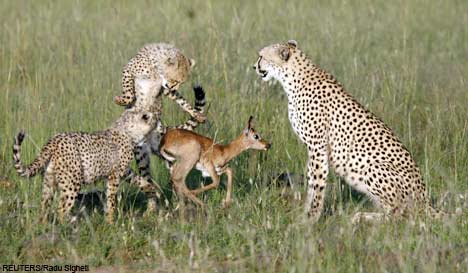 Cheetahs Eat Fawn