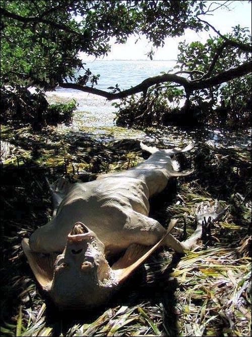 Real Mermaid Carcass