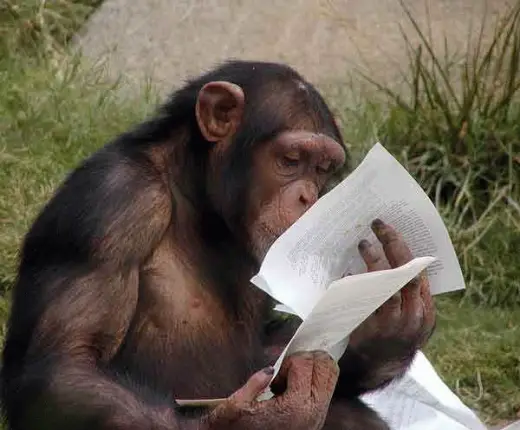 Monkey Studying