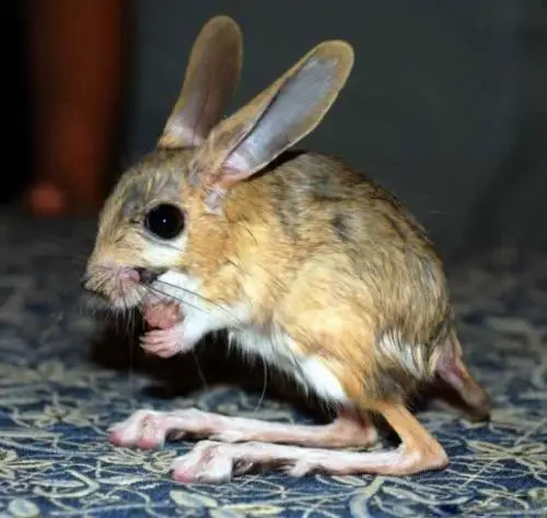 Weird Mouse