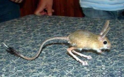 Weird Mouse