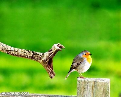 Snake Attacks Bird