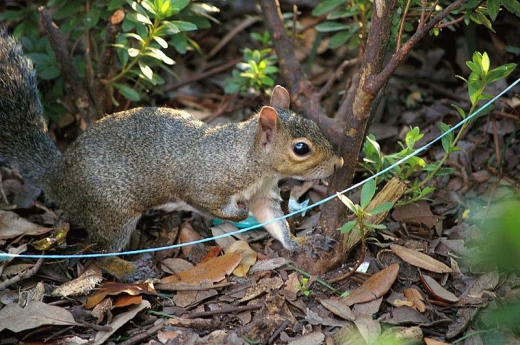 Squirrels Ahoy