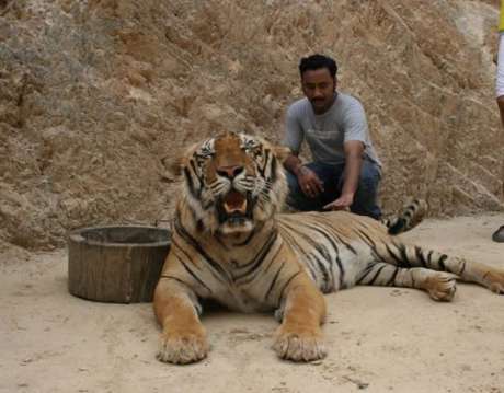 The Tiger Temple