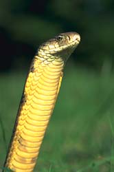 Cobra Snake