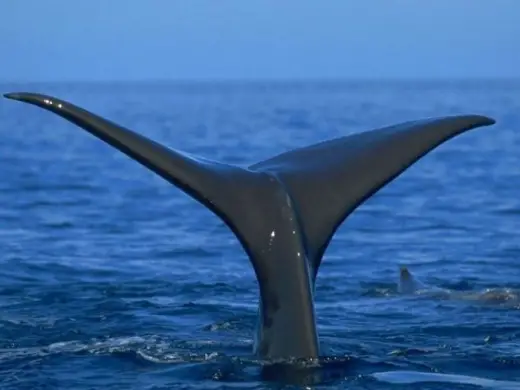 Amazing Orca Whales