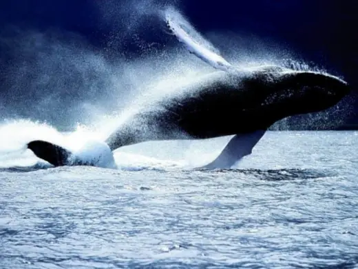 Amazing Orca Whales