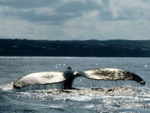 Amazing Orca Whales