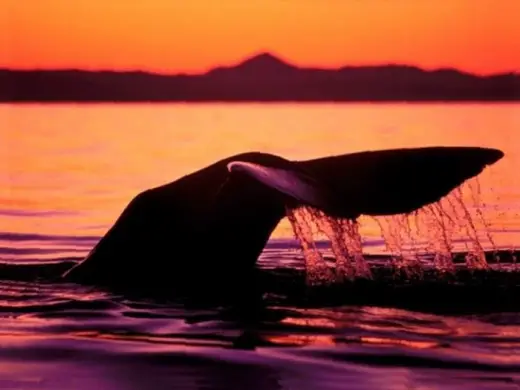 Amazing Orca Whales