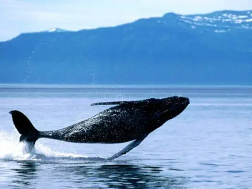 Amazing Orca Whales