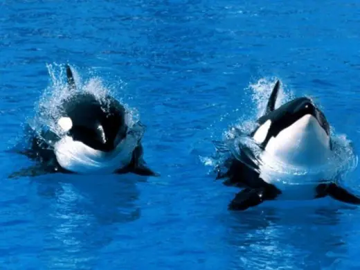 Amazing Orca Whales