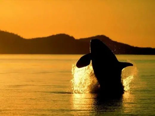 Amazing Orca Whales