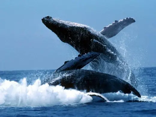 Amazing Orca Whales