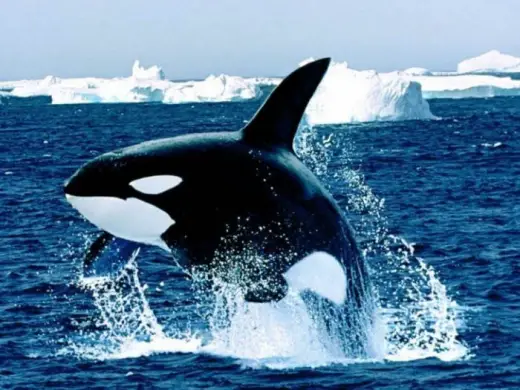 Amazing Orca Whales