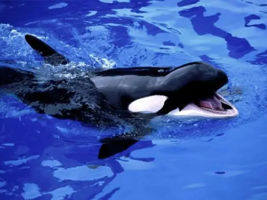 Amazing Orca Whales