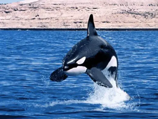 Amazing Orca Whales