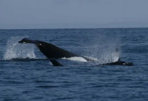 Amazing Orca Whales