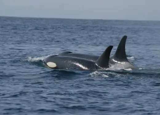 Amazing Orca Whales