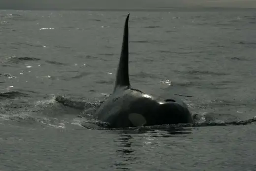 Amazing Orca Whales