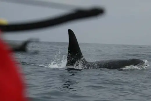 Amazing Orca Whales