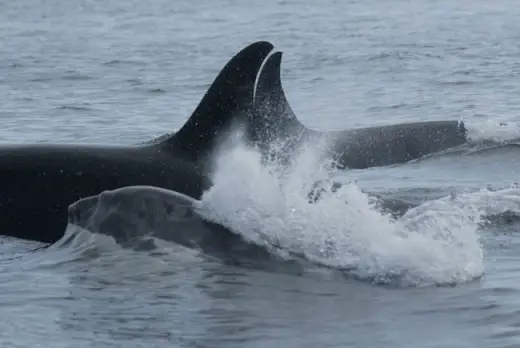 Amazing Orca Whales