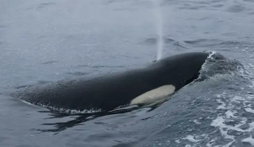 Amazing Orca Whales