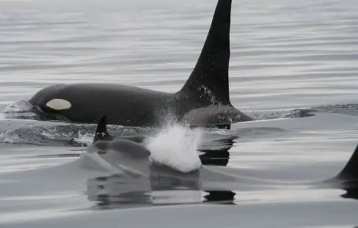 Amazing Orca Whales