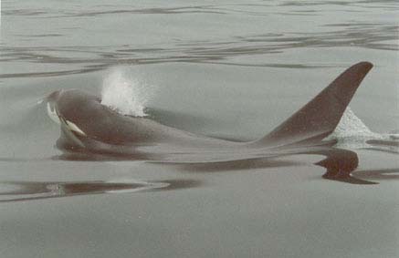 Amazing Orca Whales