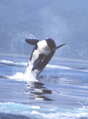 Amazing Orca Whales