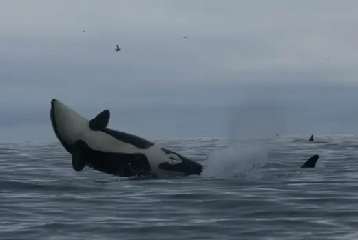 Amazing Orca Whales