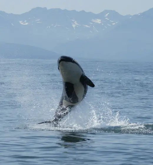 Amazing Orca Whales