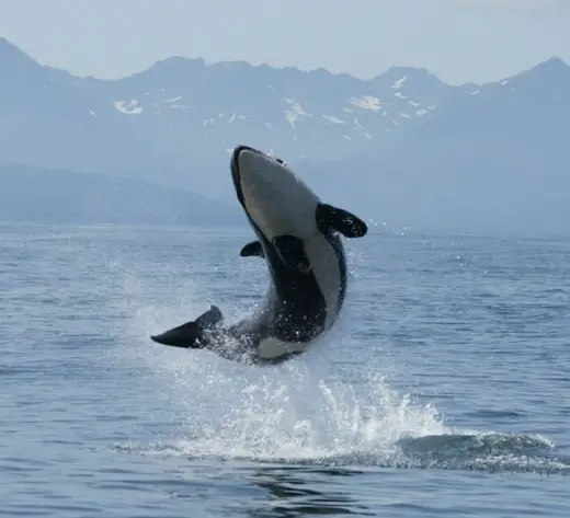 Amazing Orca Whales