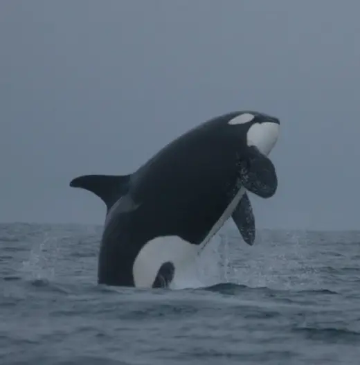 Amazing Orca Whales