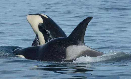 Amazing Orca Whales