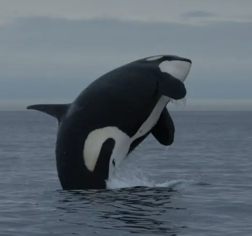 Amazing Orca Whales