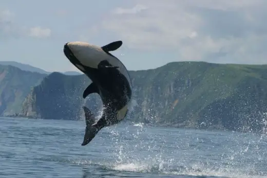 Amazing Orca Whales