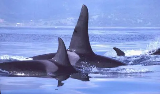 Amazing Orca Whales