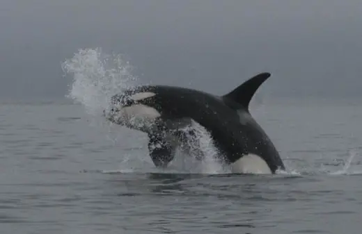 Amazing Orca Whales