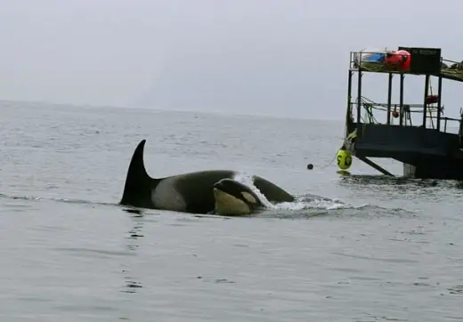 Amazing Orca Whales