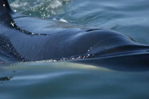 Amazing Orca Whales