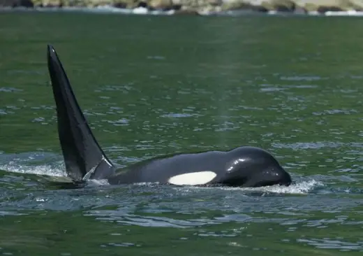 Amazing Orca Whales