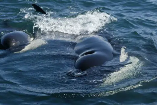 Amazing Orca Whales